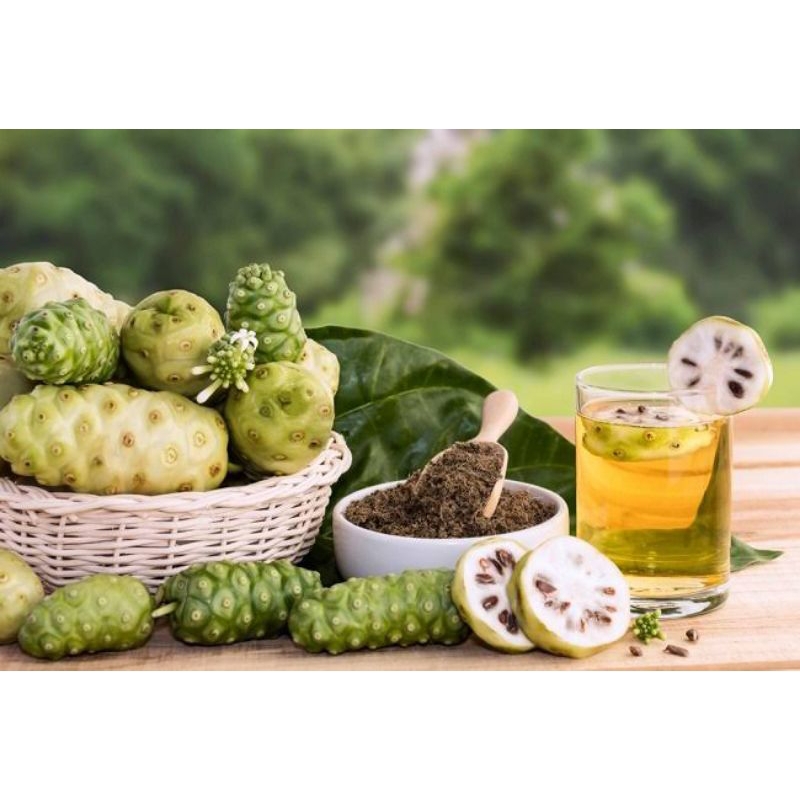 

BUWAH MENGKUDU SEGAR 1 KG