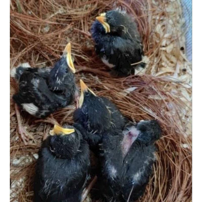 anakan lolohan jalak kebo pilihan