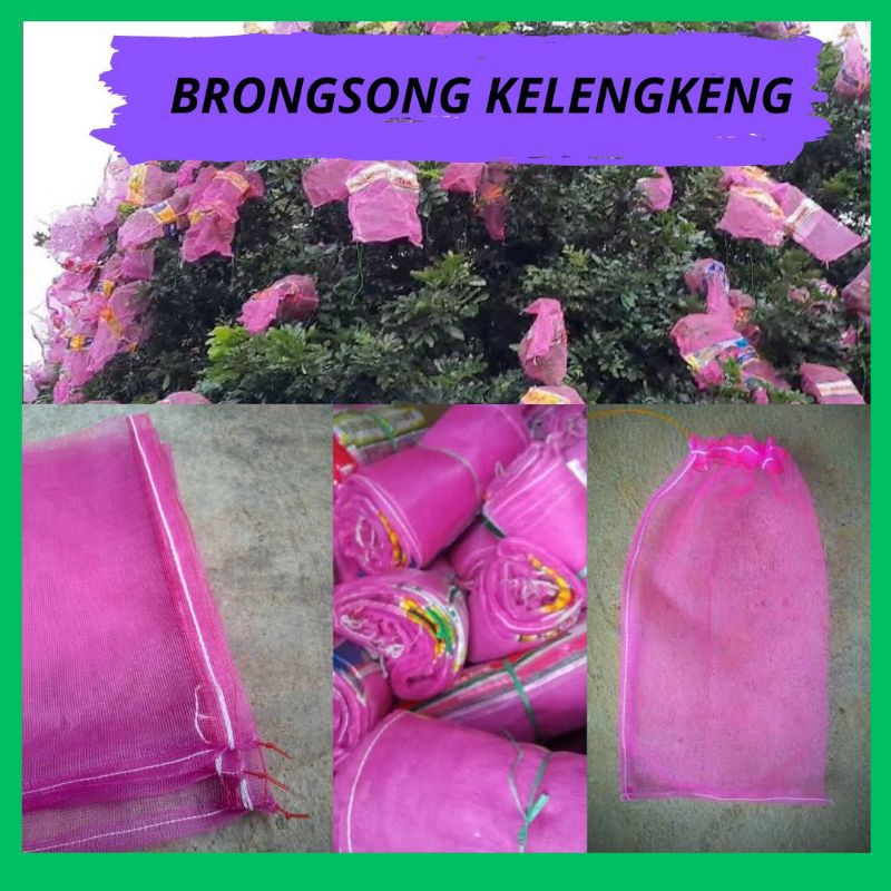 TERBAGUS. Bungkus Klengkeng Di Pohon, Bungkus Buah Kelengkeng, Bungkus Buah Lengkeng