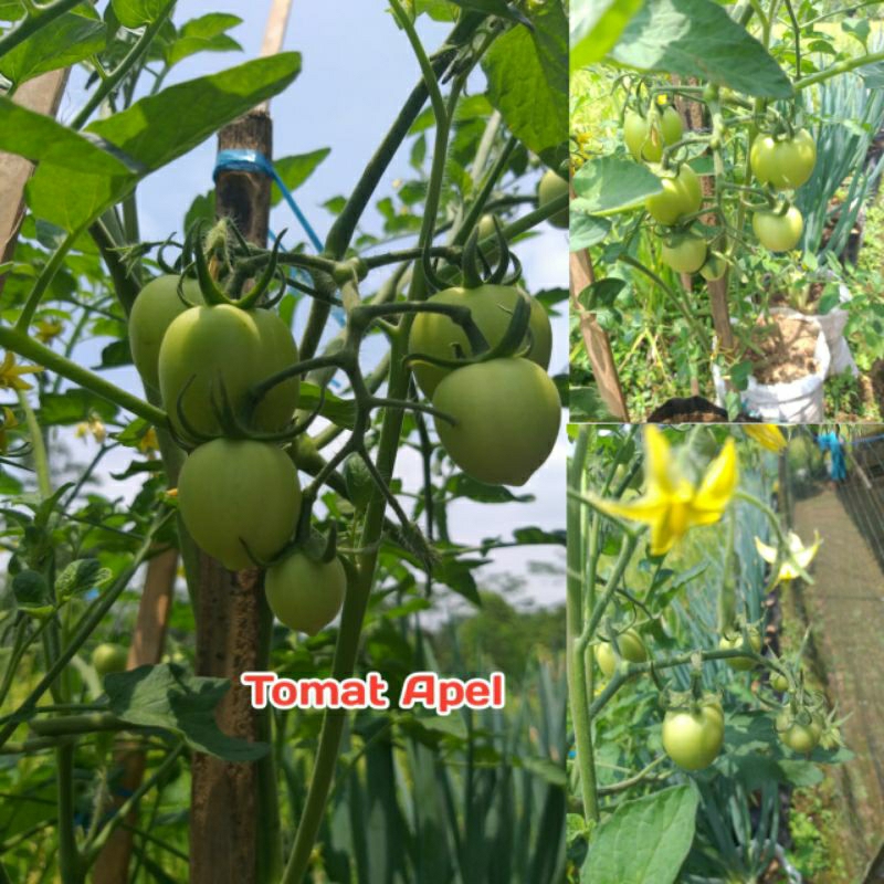 

TOMAT APEL UNGGULAN /BENIH/BIBIT