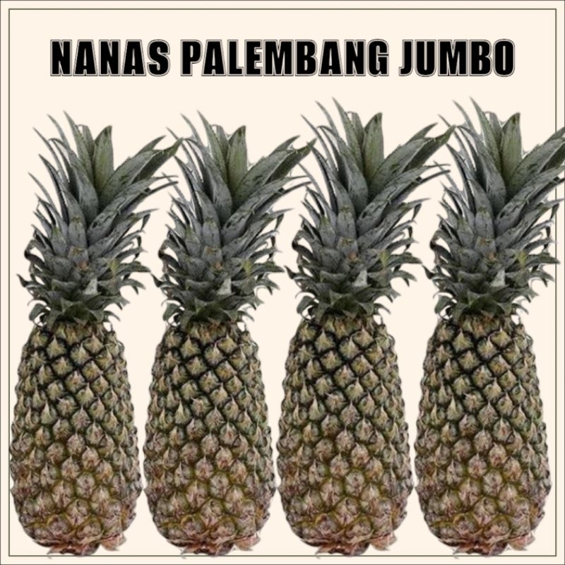 

Nanas Palembang Ukuran Jumbo / Nanas Segar
