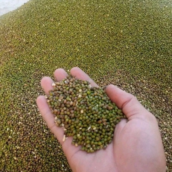 

kacang ijo nih 1 kg. cocok untuk. bubur .kue pia. isi roti. pakan.dll