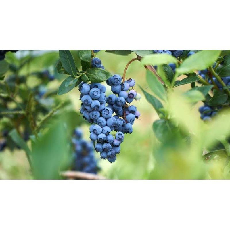 

Bibit buah Blueberry jamfruit