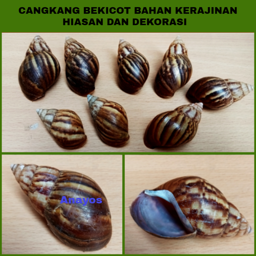 Cangkang Bekicot Bahan Kerajinan Hiasan Dan Dekorasi