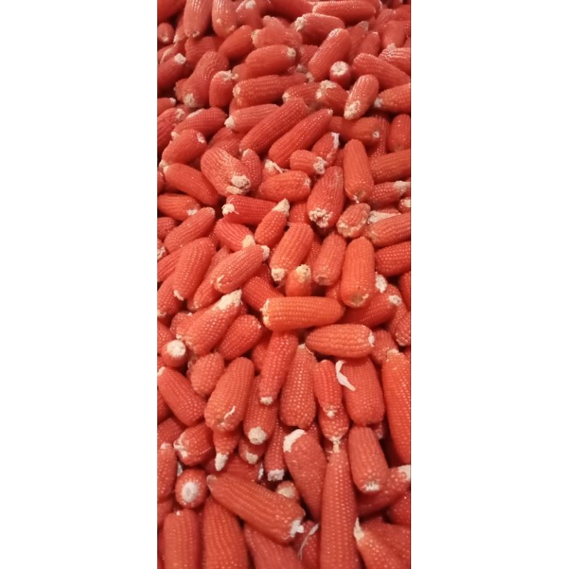 Jagung Utuh/Jagung Kering Makanan Hamster 1kg