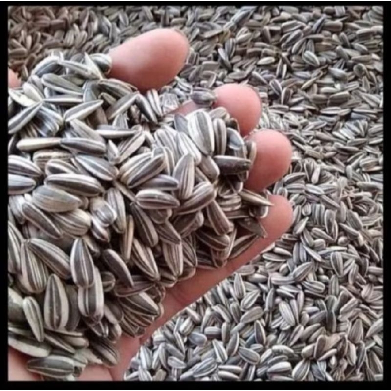 

PROMO ECER 100 BIJI BUNGA MATAHARI DAGING TEBAL.GURIH