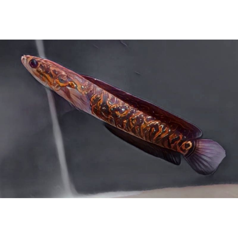 

stiker Asiatica Xmaya