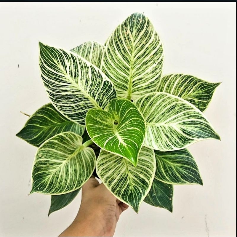 Tanaman Hias Philodendron Birkin / Philo Birkin/ Syngonium murah/ Tanaman hias mini/ Bunga hidup/ ta