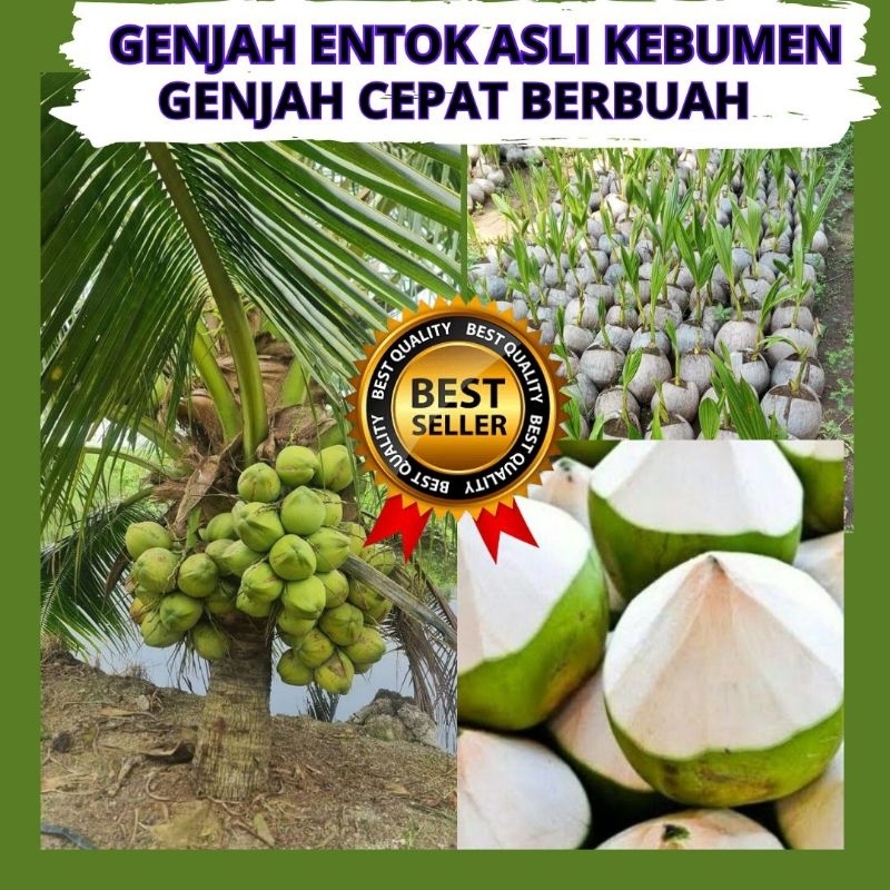 Pohon Kelapa Pendek, Pohon Kelapa Ijo