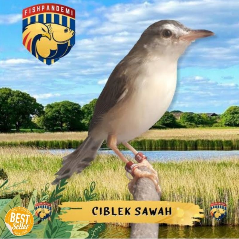 burung ciblek sawah gacor durasi