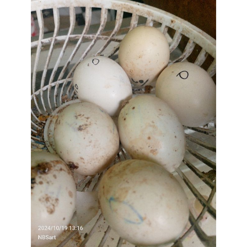 

telur ayam busuk gagal tetas