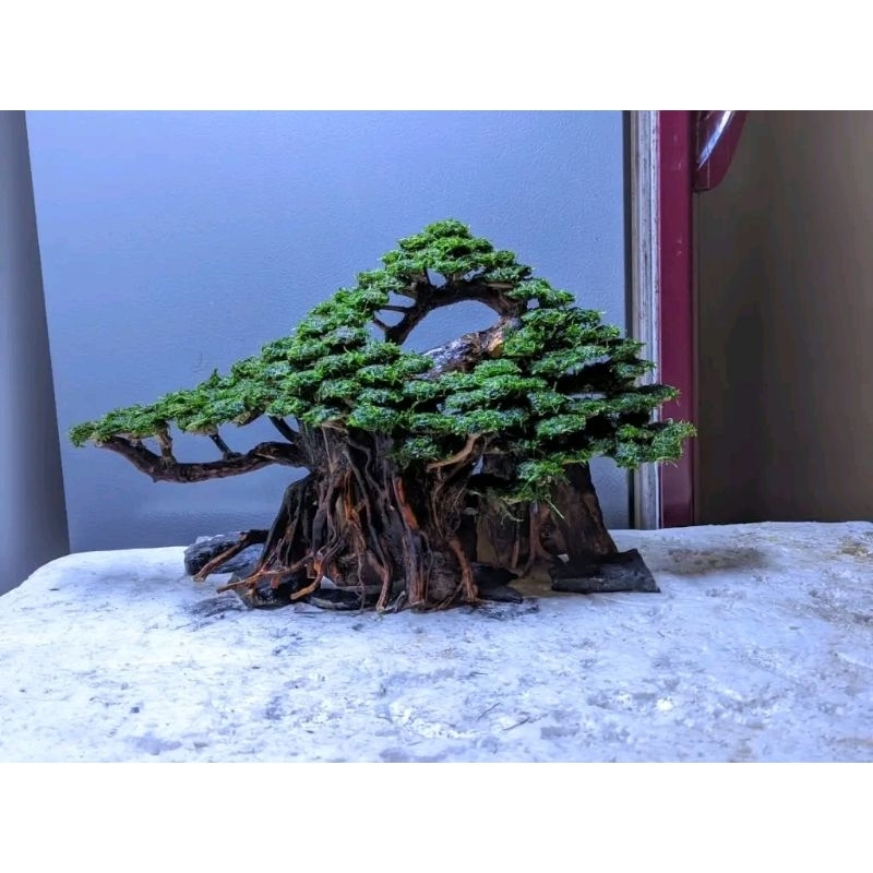 bonsai aquascape siap pakai ukuran p30. cm sudah diplanting mossjava