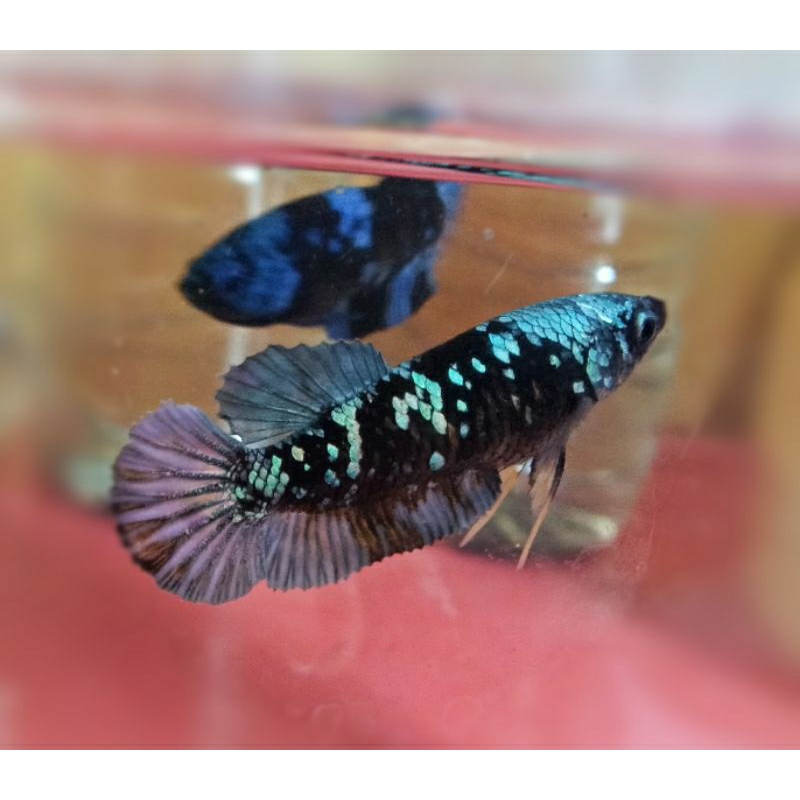 Female Avatar Cooper