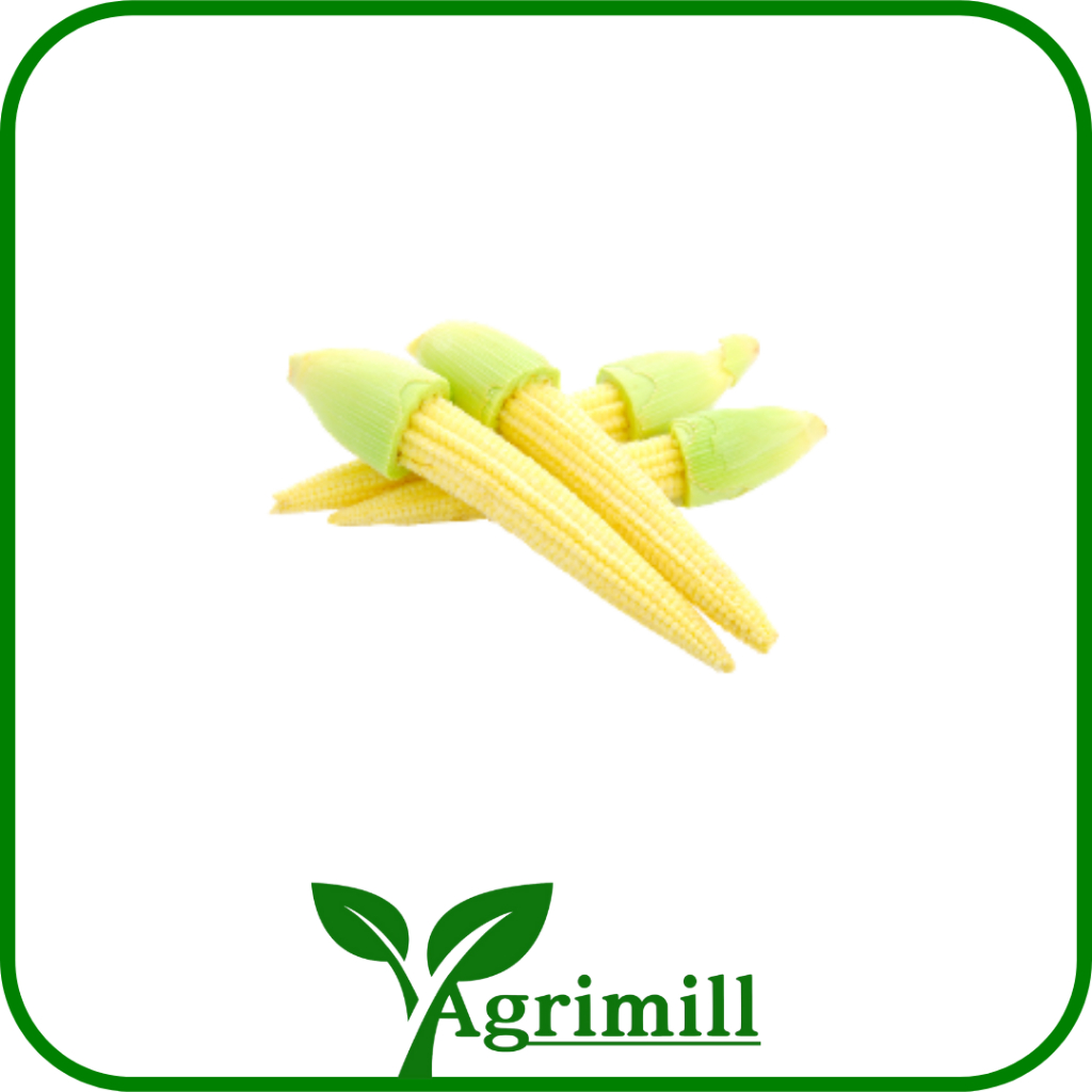

Jagung Muda | Baby Corn | Putren | Janten per Pack