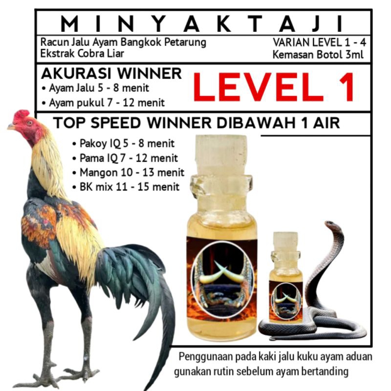 Ayam Aduan Menang Terus Oles Minyak Taji