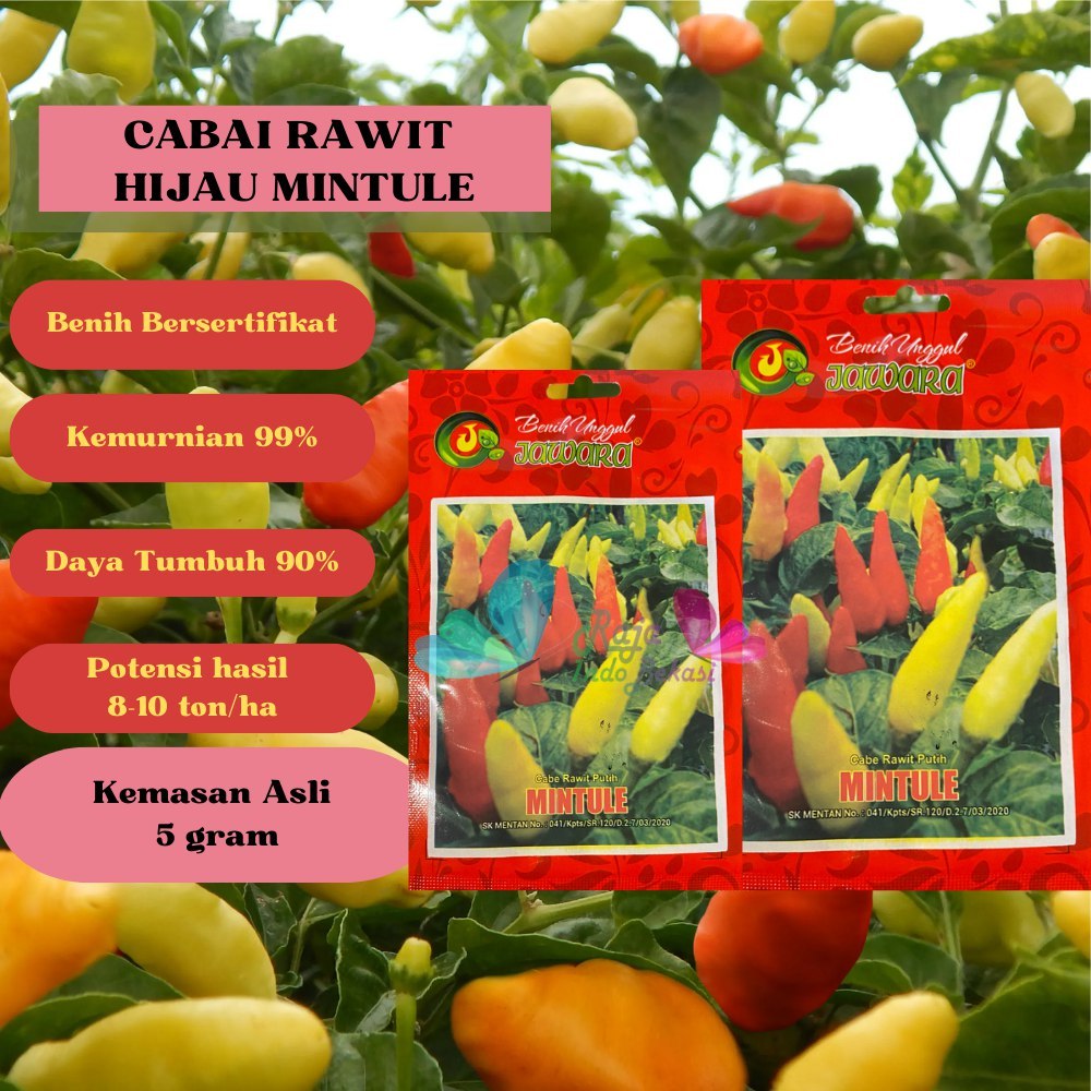 Bibit Cabe Rawit Putih MINTULE 5 gram - Benih Unggul Cabai Rawit Putih