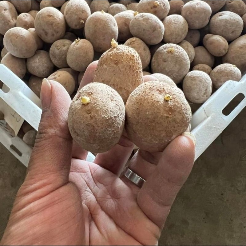 

BIBIT KENTANG G2 GRANOLA L SIAP TANAM BERSERTIFIKAT BENIH POTATO PANGALENGAN BANDUNG BERMUTU