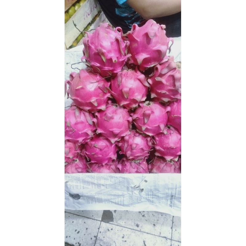 

buah naga