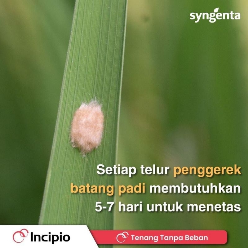 Incipio 200 SC Original