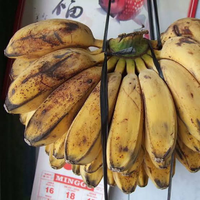 

TERLARIS Buah Pisang Kepok 1 Sisir Matang/Mentah