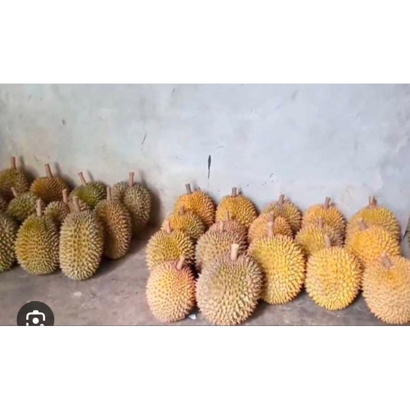 

Durian Super Big Besar Asli Banyumas Premium Termurah Asli Matang Pohon Fresh Utuh