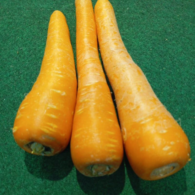 

Wortel Import Berastagi Brastagi 250gram