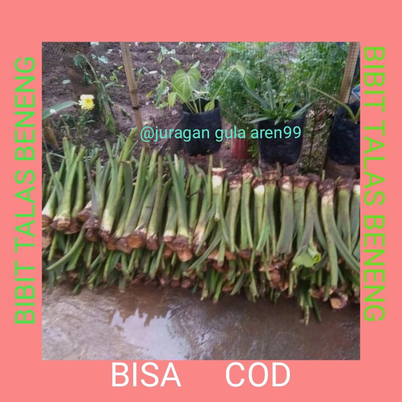 MURAH bibit talas beneng banten asli / bibit talas beneng unggul