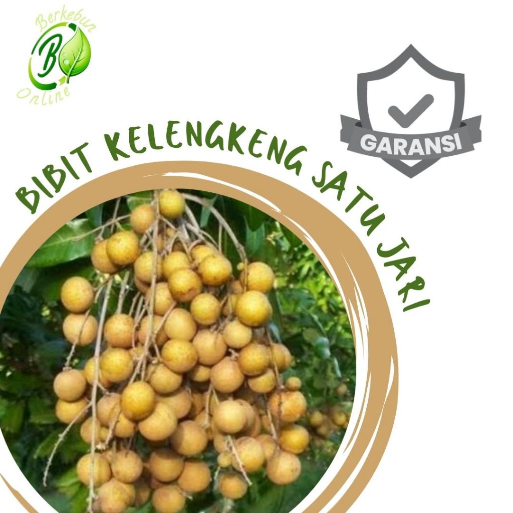 Bibit Kelengkeng Satu Jari Sambung Pucuk Lengkeng Satu Jari Tanaman Unggul Murah