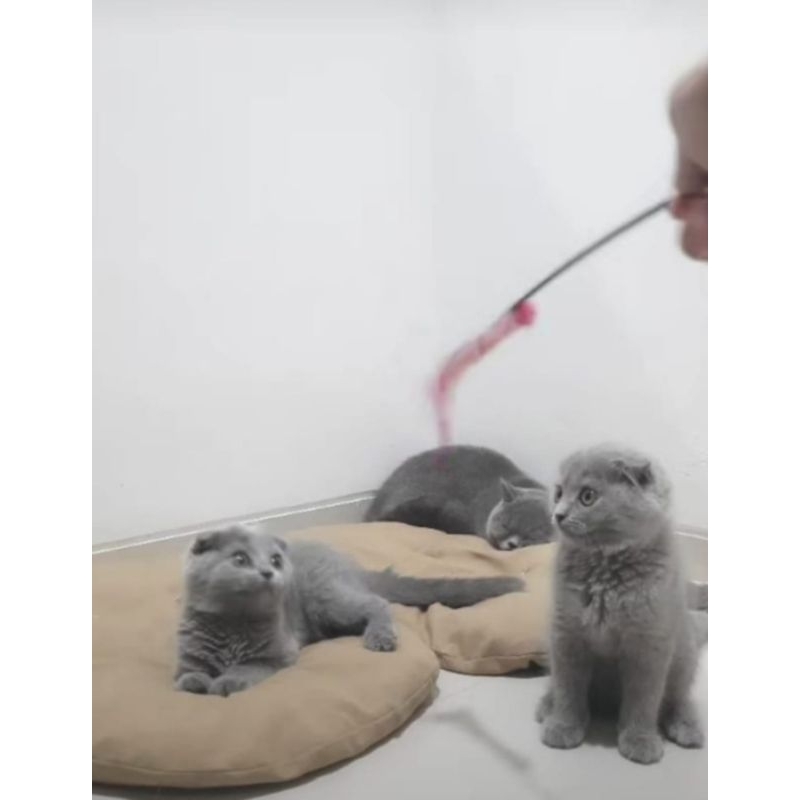 scootish fold betina