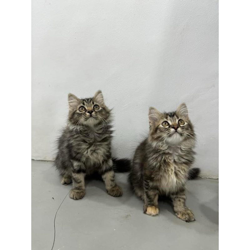 Kucing Mainecoon Jantan