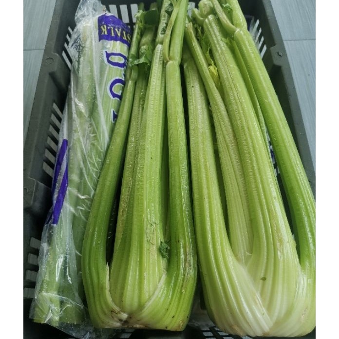 

Spesial Celery Stick Import seledri FRESH