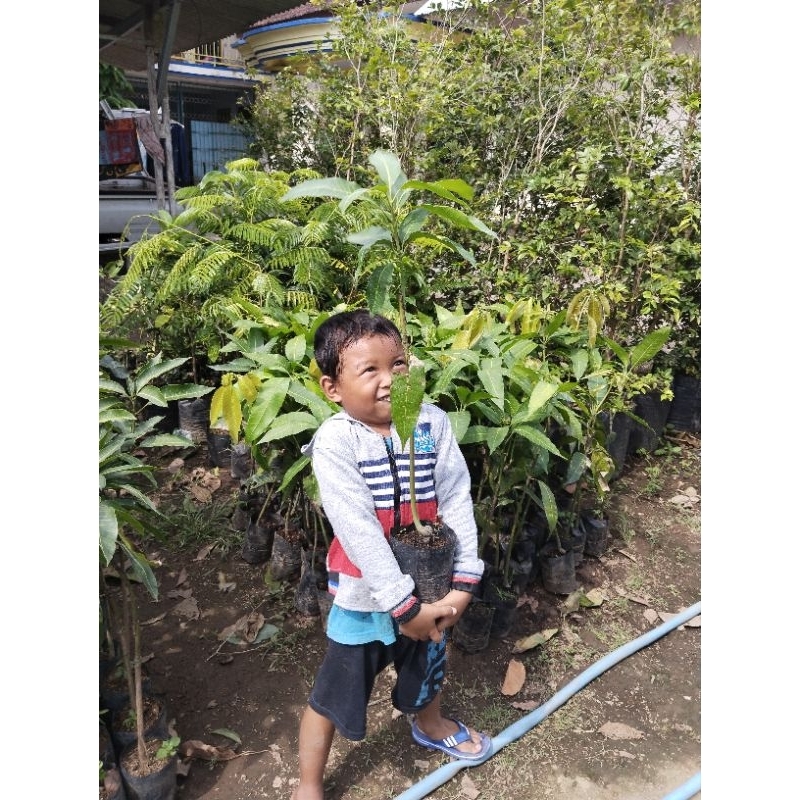 Mangga Madu/Manalagi