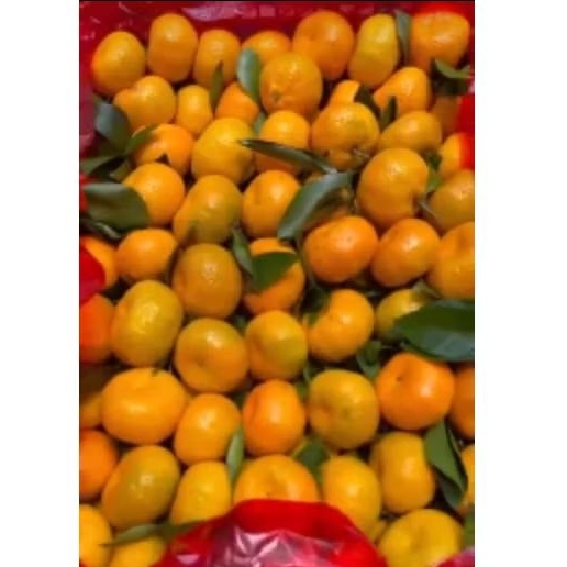 

Buah Jeruk Santang Daun Jual Per Bok krat