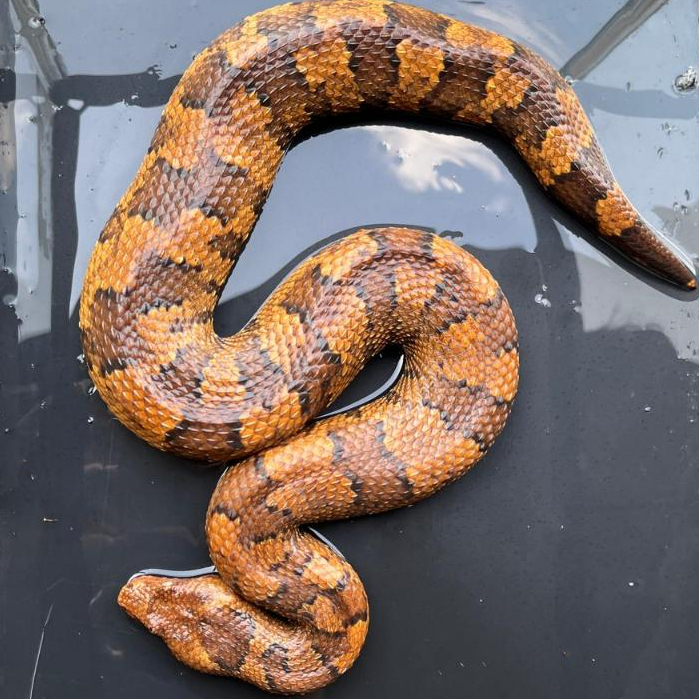 (JUMBO) Mono Tanah Candoia Paulsoni Viper Boa - bukan ball python corn king snake pohon