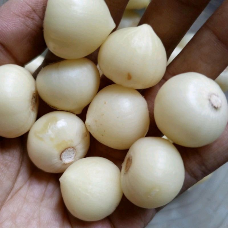 

bawang putih tunggal, bawang Lanang,kupas(sudah di kupas