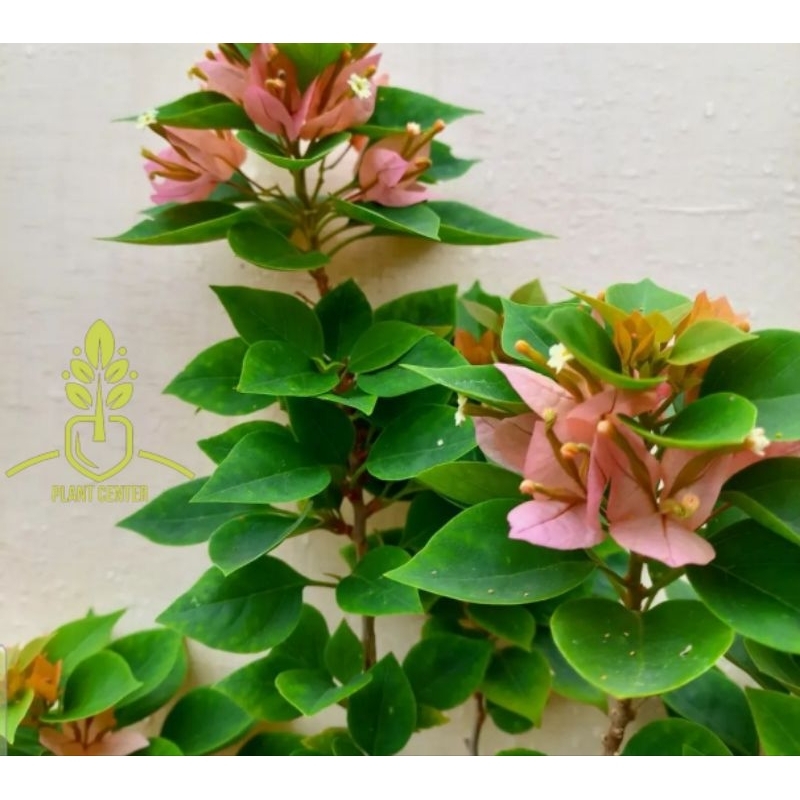 Tanaman Hias Bunga Bougenville Singapore Peach - Pohon Bunga Bougenville - Bunga Bugenville