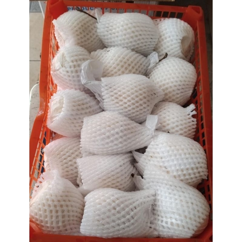 

Indukbuah - Buah Pear Ya lie 1 Keranjang 5kg