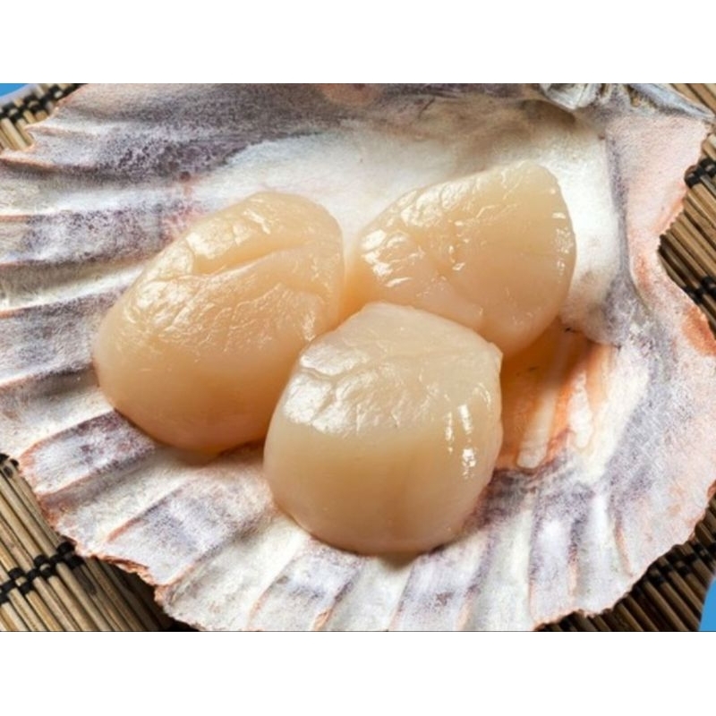 

Promo Scallop/kerang Kampak Murah