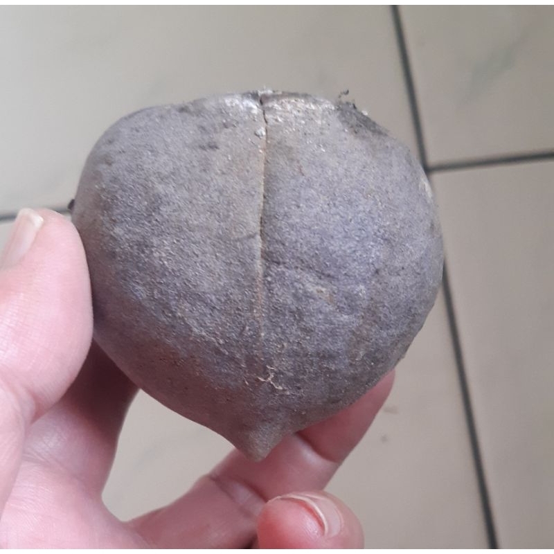 Kemiri Adu Muncang Adu Paket 6 buah/3 cangklong Dampa Betina Yanti Arum untuk Bibit Tanam