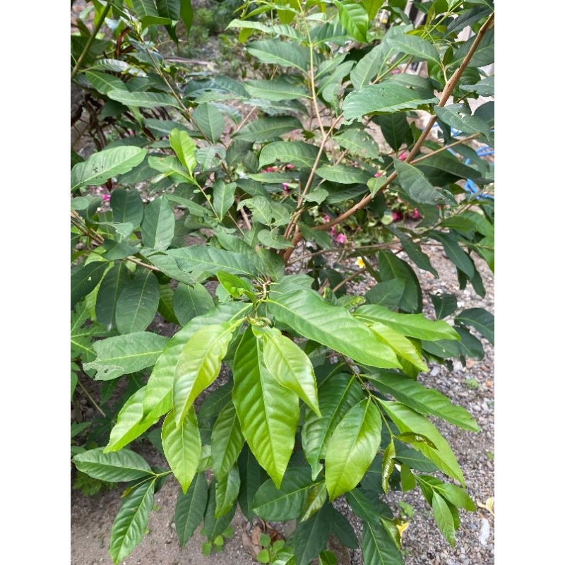 

Daun salam fresh perpack murahh untuk obat dan memasak