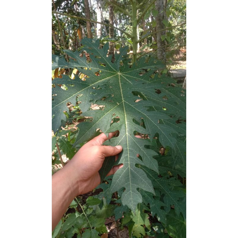 

Daun Pepaya Fresh 500 gram