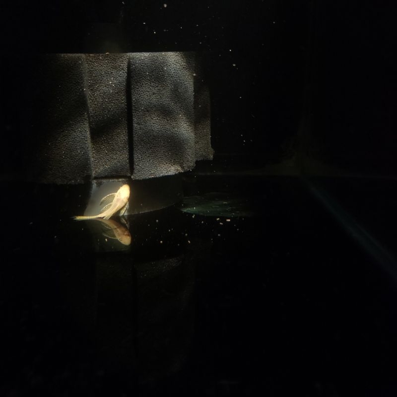 Brushmouth Albino Slayer/ Pleco sapu L144