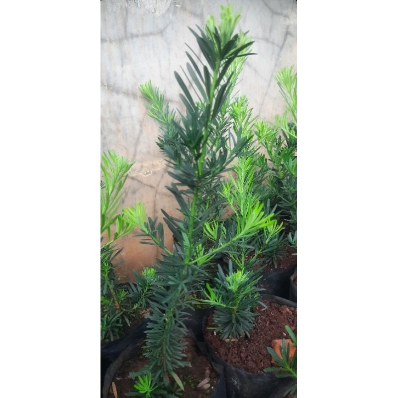 Bonsai lohansung blue / lohansung daun biru