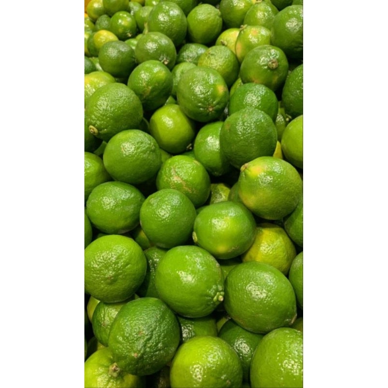 

jeruk nipis segar /jeruk nipis kudus