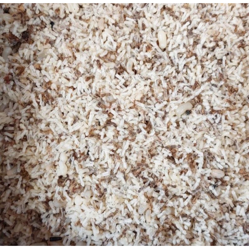 KROTO PAKAN BURUNG / TELUR SEMUT KROTO