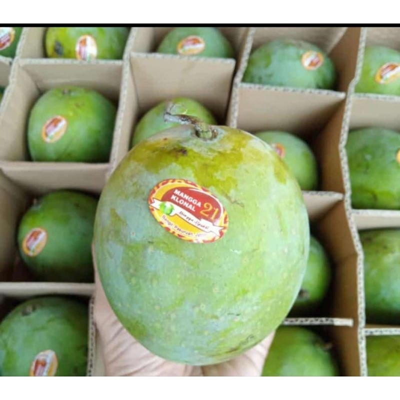 

mangga harum maanis alpukat