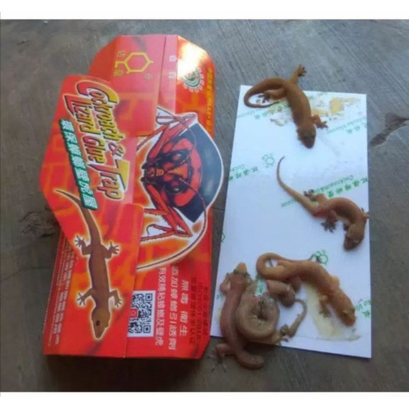 (1 pcs) PERANGKAP CICAK ORIGINAL LEM CICAK