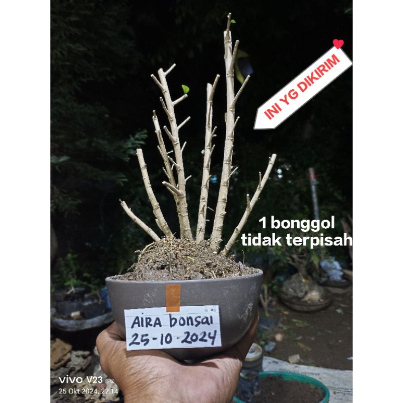 bahan bonsai serut grouping dongkelan