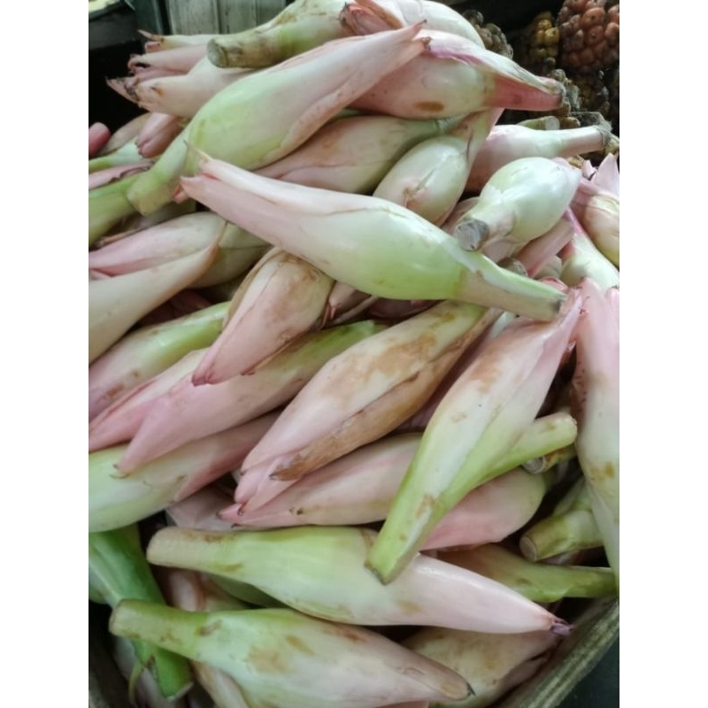 

Bunga Rias/Kecomberang/Onje/Kincung Segar 250 gram