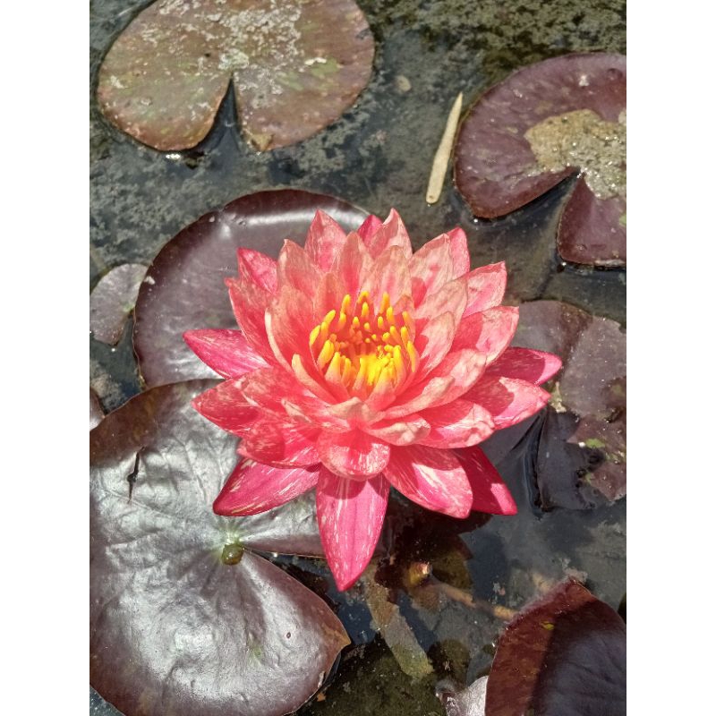 Tanaman Hias Air Teratai Lotus Wanvisa Jenis Hardy Perbanyakan dengan Batang Akar